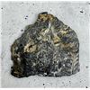 Image 2 : Carboniferous Fern Fossil
