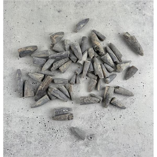 Group Of Belemnite Fossils