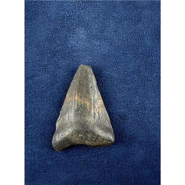 Megalodon Fossil Shark Tooth