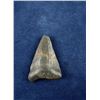 Image 1 : Megalodon Fossil Shark Tooth