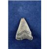 Image 2 : Megalodon Fossil Shark Tooth