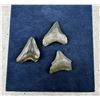 Image 1 : Collection of Megalodon Shark Tooth Fossils