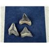 Image 2 : Collection of Megalodon Shark Tooth Fossils