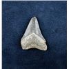 Image 1 : Megalodon Fossil Shark Tooth