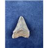 Image 2 : Megalodon Fossil Shark Tooth