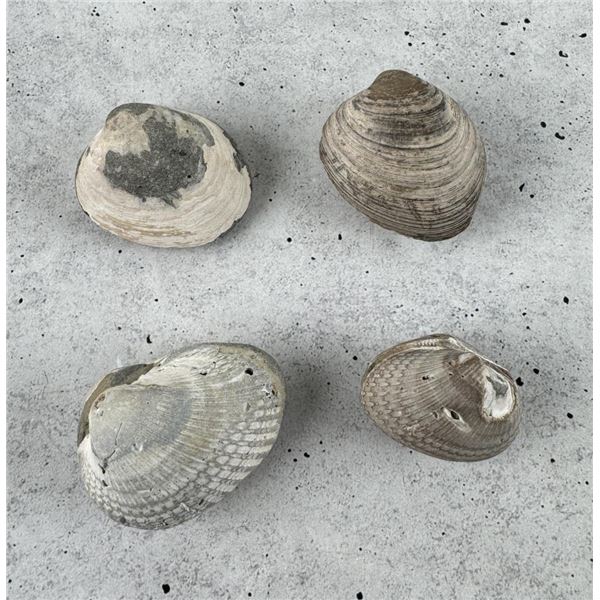Bivalve Brachiopod Clam Fossil Specimens