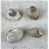 Image 1 : Bivalve Brachiopod Clam Fossil Specimens