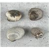 Image 2 : Bivalve Brachiopod Clam Fossil Specimens