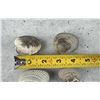 Image 3 : Bivalve Brachiopod Clam Fossil Specimens