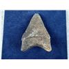 Image 2 : Megalodon Fossil Shark Tooth