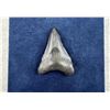 Image 1 : Megalodon Fossil Shark Tooth