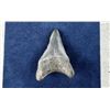 Image 2 : Megalodon Fossil Shark Tooth