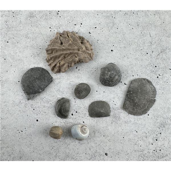 Group Of Fossil Sea Shells