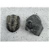 Image 1 : Elrathia Acastoides Fossil Trilobites