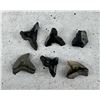 Image 2 : Fossil Snaggletooth Hemipristis Shark Teeth