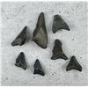 Image 2 : Partial Megalodon Fossil Shark Teeth