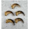 Image 2 : Collection of Montana Black Bear Claws
