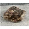 Image 1 : Arizona Rainbow Petrified Wood Specimen