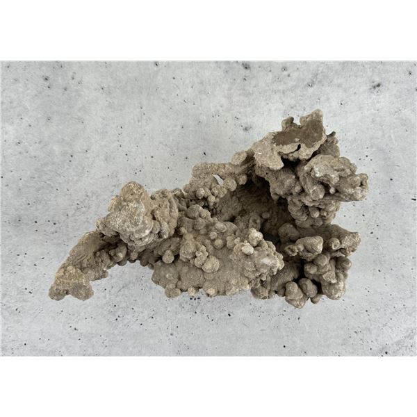 Fossil Coral Specimen