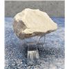 Image 1 : White Opalized Petrified Wood Specimen