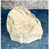 Image 2 : White Opalized Petrified Wood Specimen