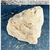 Image 3 : White Opalized Petrified Wood Specimen