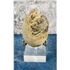 Image 4 : Gastropod Shell Fossil