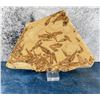 Image 1 : Green River Formation Fish Fossil Death Plate