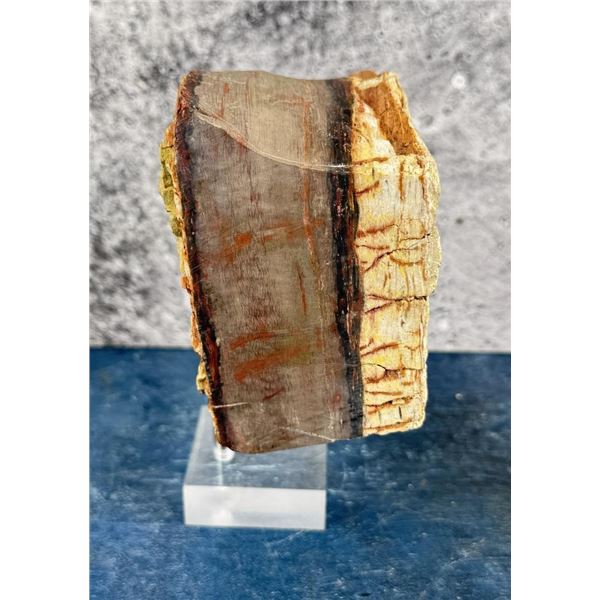 Arizona Rainbow Petrified Wood Lapidary Material