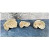 Image 1 : Wyoming Devil's Toenail Ancient Oyster Fossils