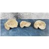 Image 2 : Wyoming Devil's Toenail Ancient Oyster Fossils