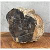 Image 1 : Large Agatized Petrified Wood Lapidary Material