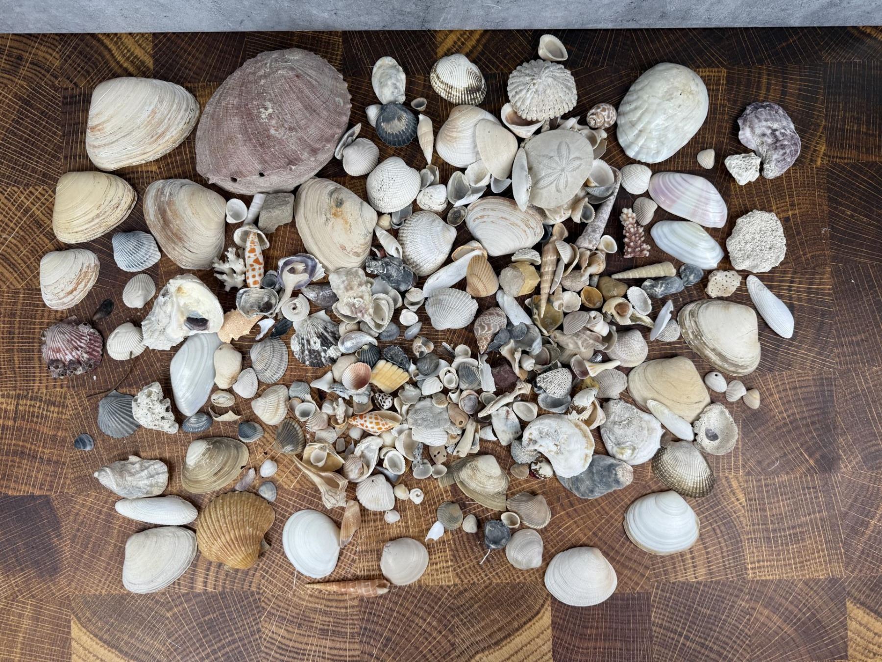Seashell 7 Large Collection Of Seashells