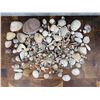 Image 1 : Large Collection Of Seashells