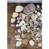 Image 2 : Large Collection Of Seashells