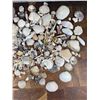 Image 3 : Large Collection Of Seashells