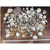 Image 4 : Large Collection Of Seashells