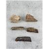Image 1 : Agatized Fossilized Petrified Wood