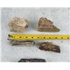 Image 2 : Agatized Fossilized Petrified Wood