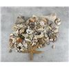 Image 1 : Collection of Seashells