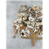 Image 2 : Collection of Seashells