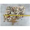 Image 4 : Collection of Seashells