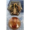 Image 1 : Mid Century Lucite Scorpion Paperweights
