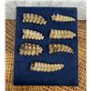 Image 1 : Montana Diamondback Rattlesnake Snake Rattles