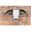 Image 1 : Montana Ranch Steer Cow Skull