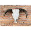 Image 2 : Montana Ranch Steer Cow Skull