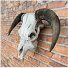 Image 3 : Montana Ranch Steer Cow Skull