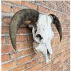 Image 4 : Montana Ranch Steer Cow Skull