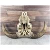 Image 5 : Montana Ranch Steer Cow Skull