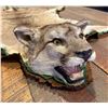 Image 3 : Montana Taxidermy Mountain Lion Rug